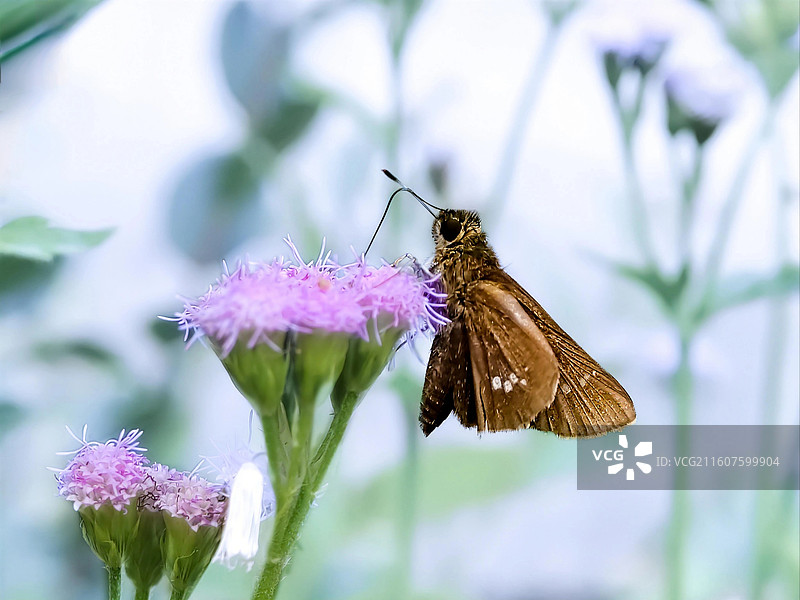 稻弄蝶采蜜图片素材