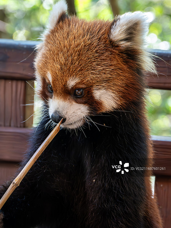太阳河森林公园小熊猫图片素材