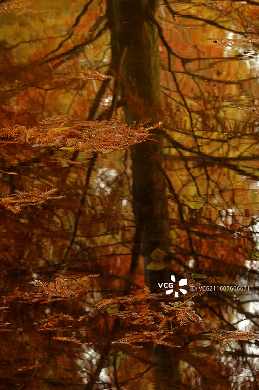 燕雀胡水杉图片素材