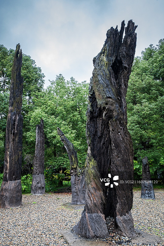成都金沙遗址博物馆乌木林景区图片素材