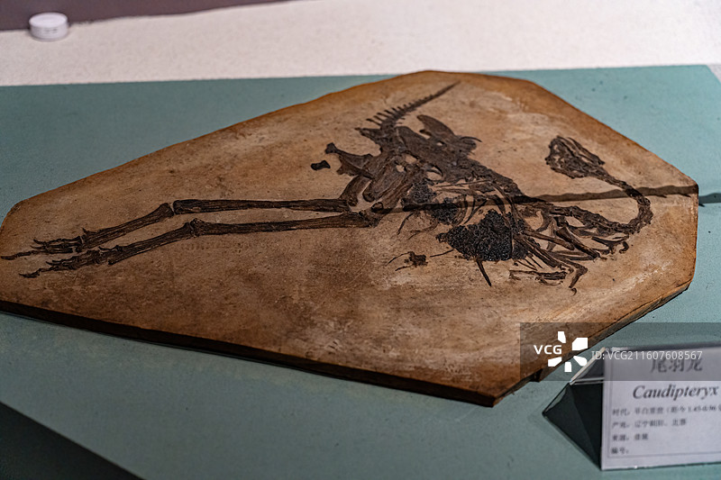 四川成都自然博物馆藏尾羽龙恐龙化石图片素材