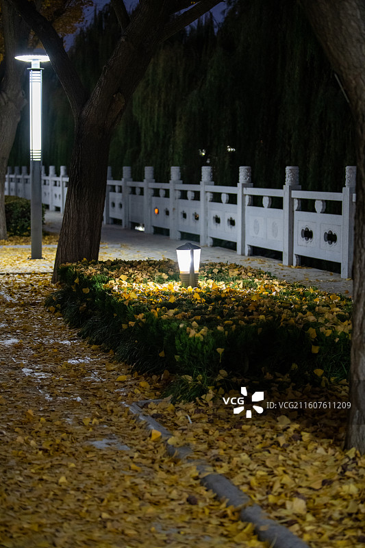 扬州江都南水北调引江水利枢纽银杏大道秋景正当时图片素材