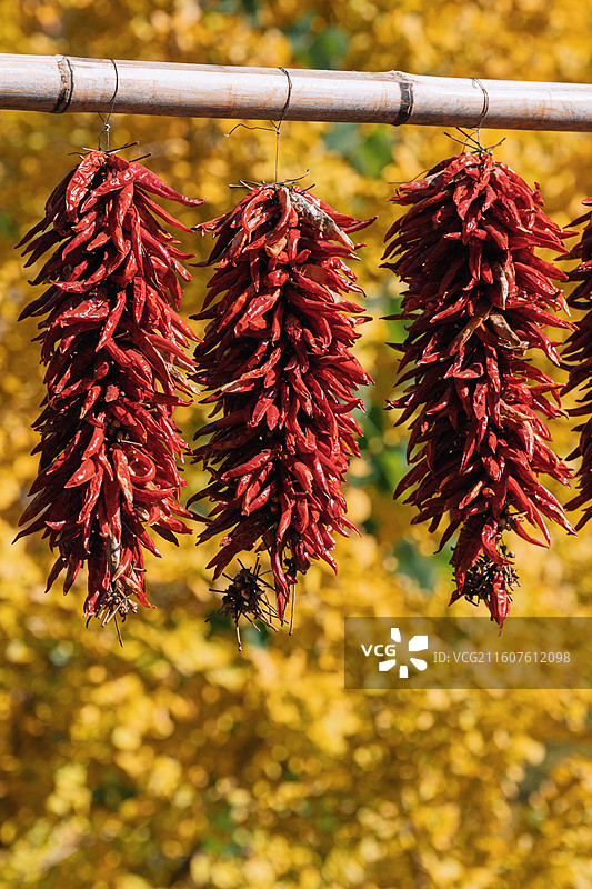 婺源篁岭悬挂的玉米和红辣椒-秋天丰收景象图片素材