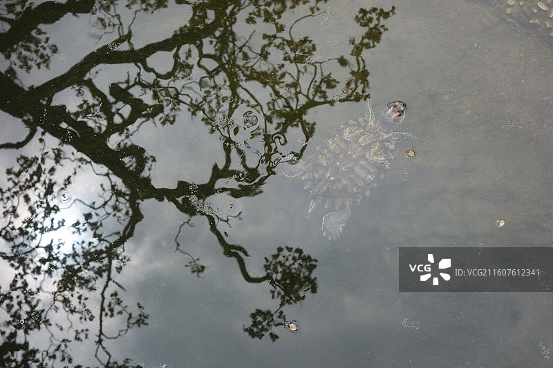 贵州省贵阳市黔灵山公园黔灵公园：弘福寺水明轩池塘树影图片素材