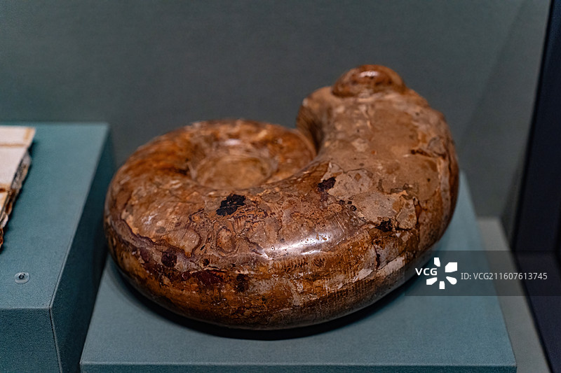 四川成都自然博物馆藏菊石化石图片素材