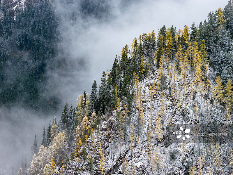 秋天树林航拍图图片素材
