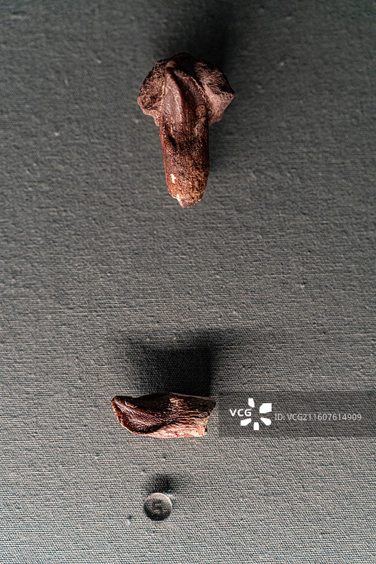 四川成都自然博物馆藏蜥脚类牙齿化石图片素材