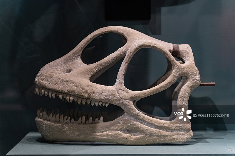 四川成都自然博物馆藏何氏通安龙头骨图片素材