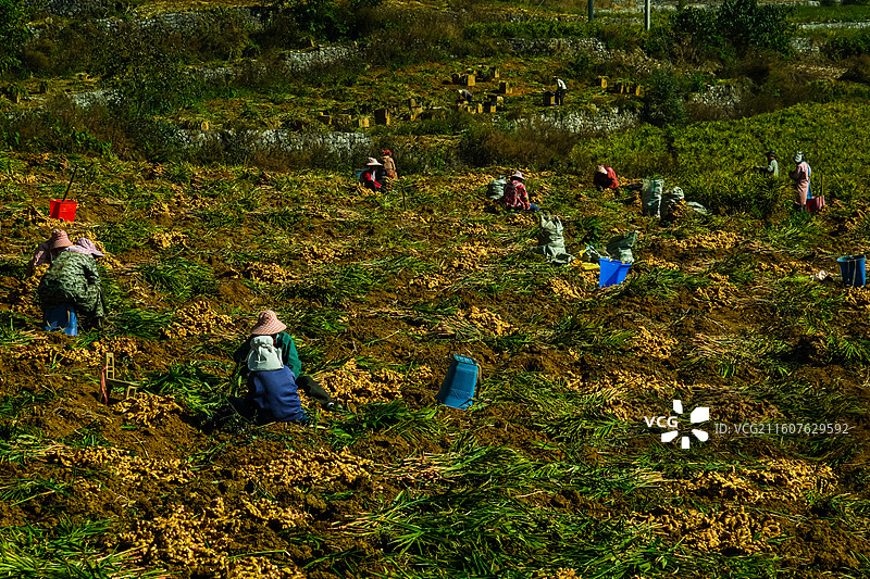 乌蒙深处，中国贵州省六盘水六枝特区郎岱镇洒志片区生姜收获场景，秋收后的田园风光，洒志村田园风光图片素材