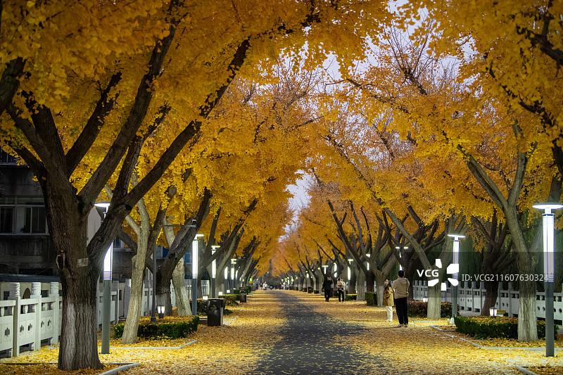 扬州江都南水北调引江水利枢纽银杏大道秋景正当时图片素材