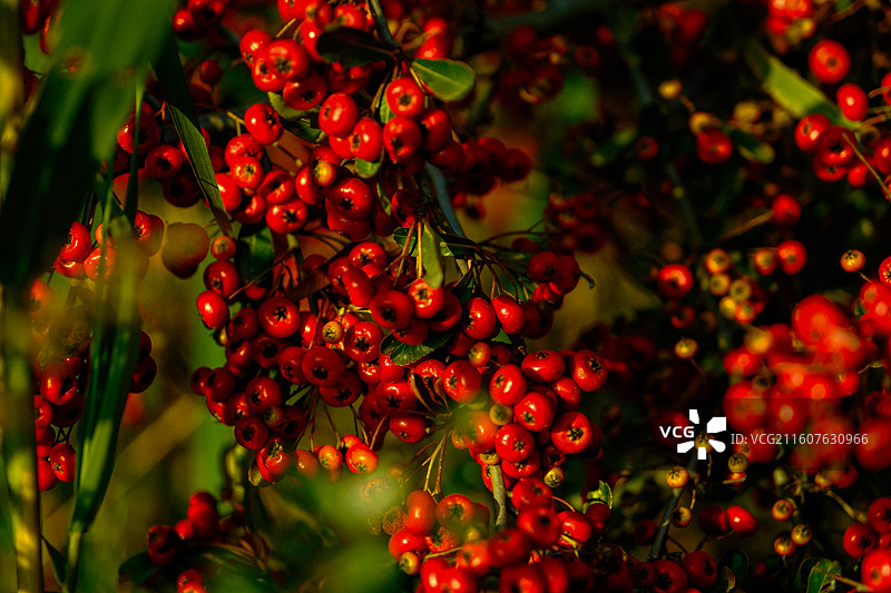 中国贵州六枝特区郎岱镇洒志片区，生长在乌蒙山国家地质公园乌蒙深处的火棘，火红的火棘，红军粮，救军粮图片素材