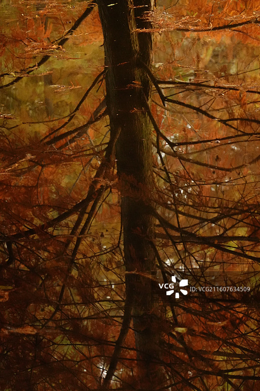 燕雀胡水杉图片素材