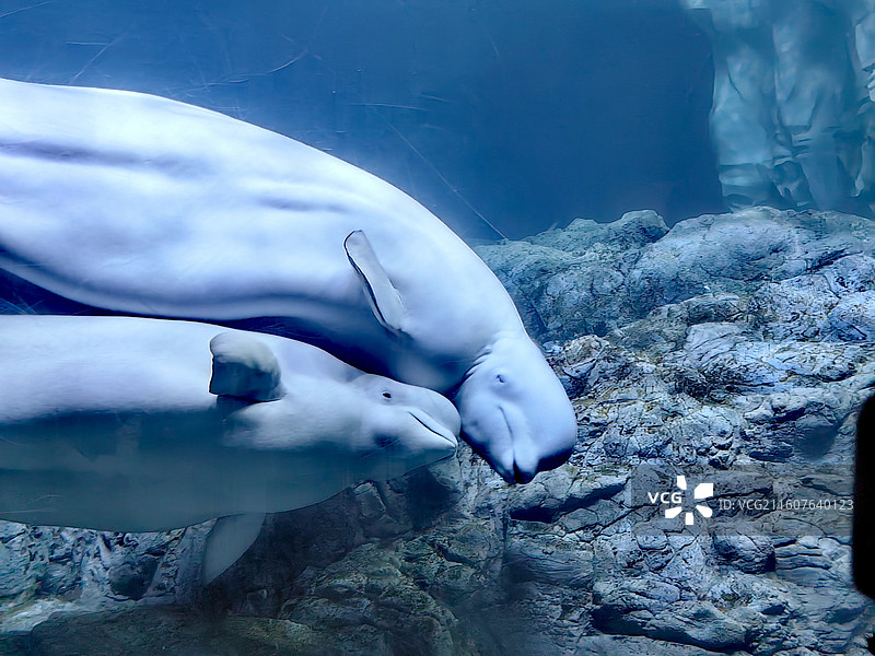 长隆野生动物园白鲸图片素材