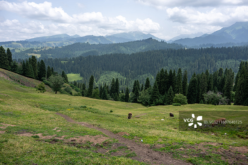 新疆伊犁库尔德宁4A风景区图片素材