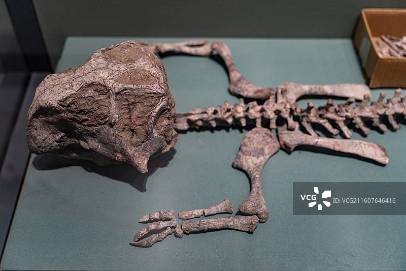 四川成都自然博物馆藏鹦鹉嘴龙恐龙化石图片素材
