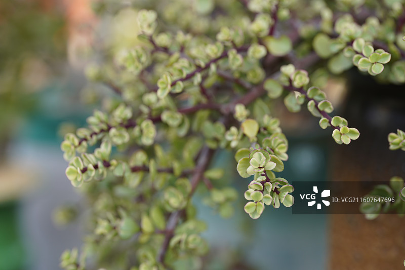 雅乐之舞马齿苋科植物特写图片素材