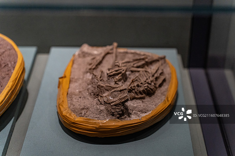 四川成都自然博物馆藏中国猎龙恐龙化石图片素材