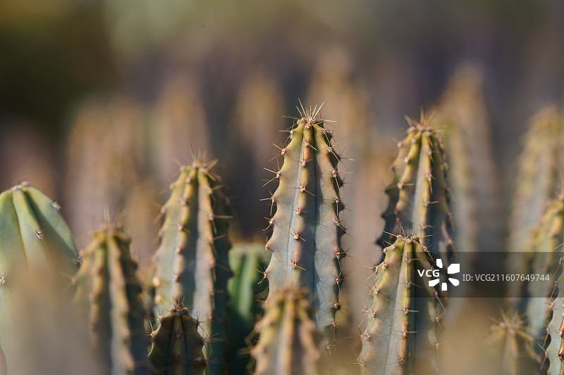 武伦柱仙人掌天柱属乔木植物特写图片素材