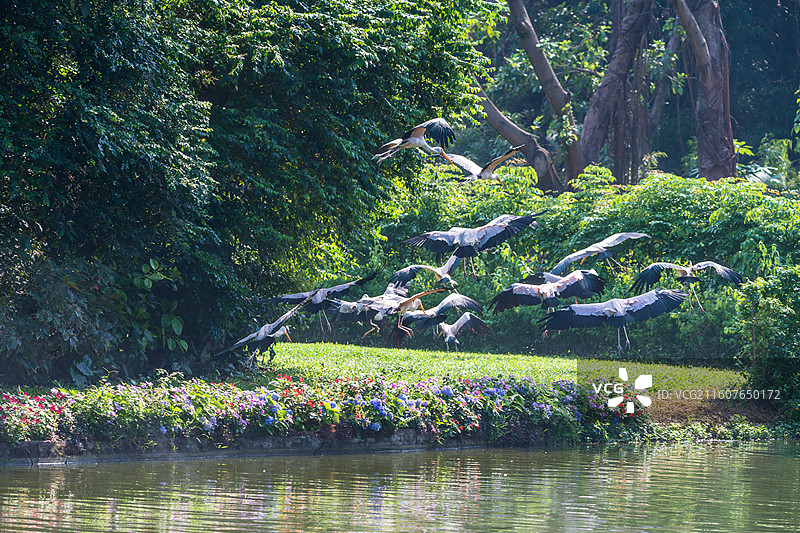 长隆飞鸟世界“百鸟飞歌”之黄嘴鹮鹳在空中飞翔图片素材