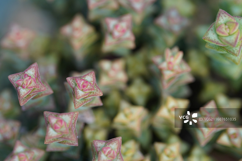 多肉星乙女钱串子植物特写图片素材