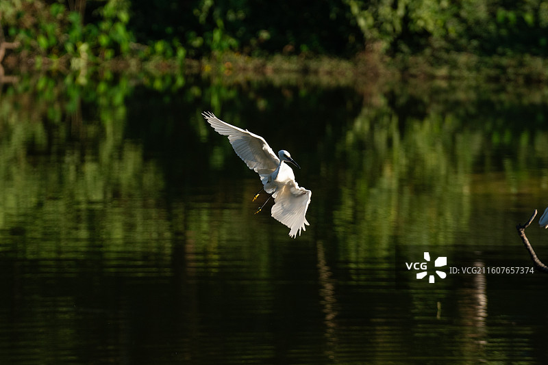广州麓湖公园鸟类摄影 - 白鹭、夜鹭及银鸥图片素材