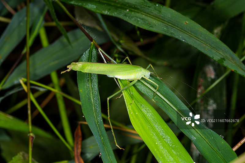 绿叶上的绿色螽斯图片素材