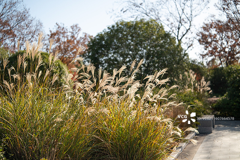 长广溪湿地公园秋景图片素材