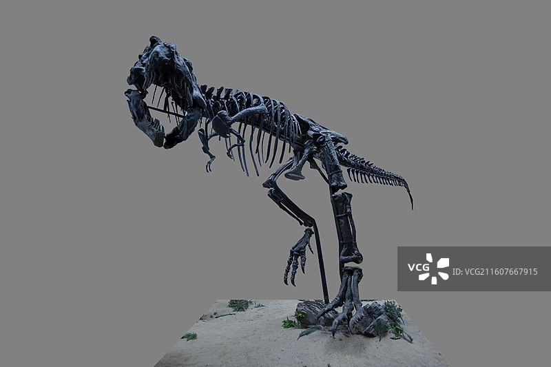 天津自然博物馆“一楼大厅龙台”：暴龙（霸王龙）（蜥臀目、兽脚亚目、暴龙科，白垩纪晚期，产地是北美洲）图片素材