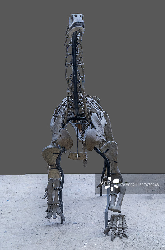 天津自然博物馆：苏氏巧龙（蜥臀目、蜥脚亚目，侏罗世中期，产地是新疆克拉玛依）图片素材