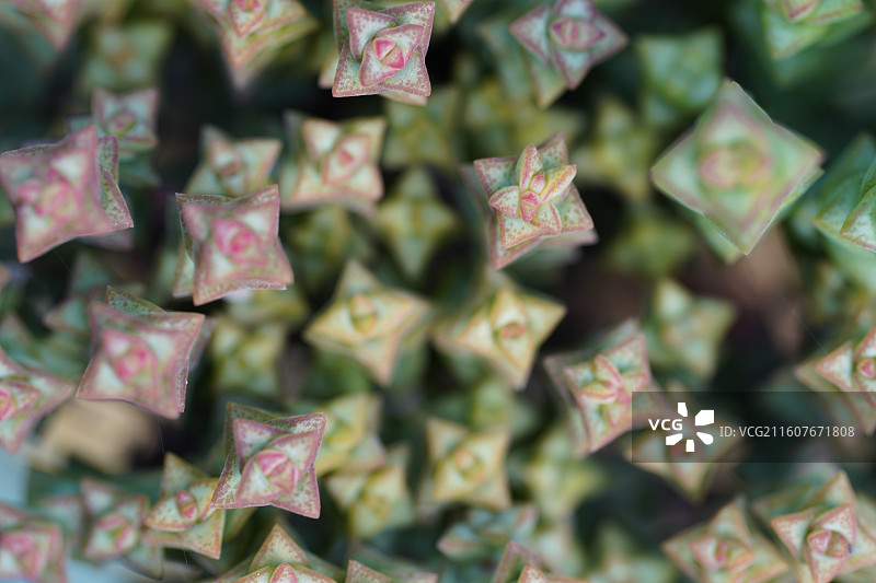 多肉星乙女钱串子植物特写图片素材