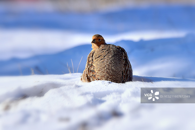 冬季斑翅山鹑图片素材