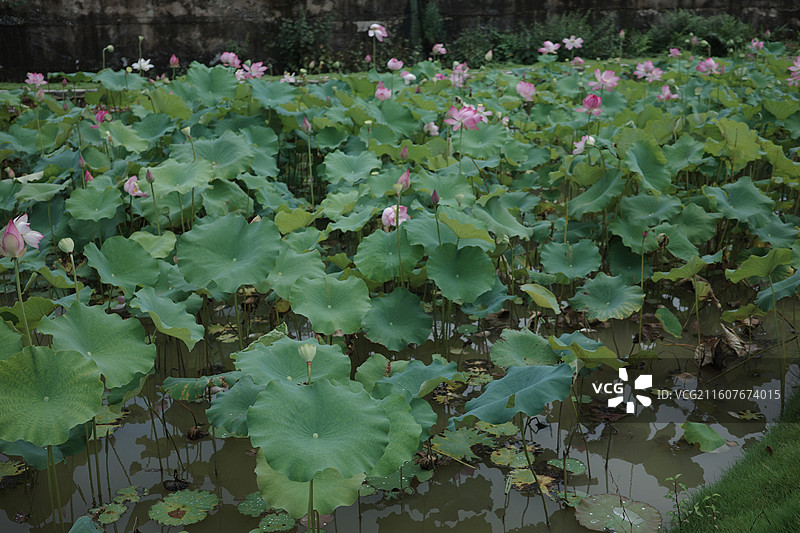 荷花的美图片素材