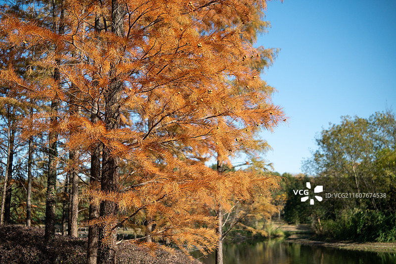 长广溪湿地公园秋景图片素材