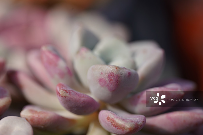 多肉玫瑰植物特写图片素材