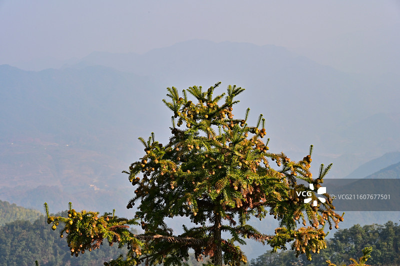 浙江新昌天姥山秋景图片素材