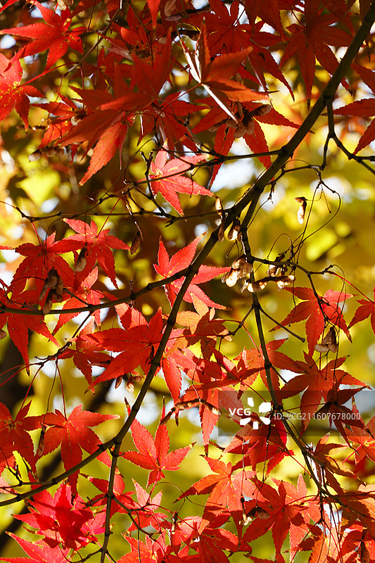红枫树枝条特写-姑苏道前街图片素材