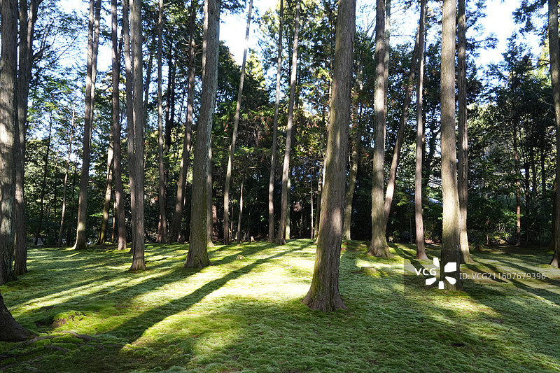奈良唐招提寺图片素材