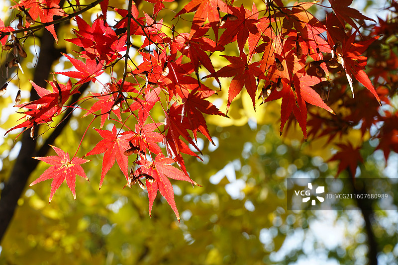 树上的红枫叶特写镜头-姑苏道前街红枫图片素材