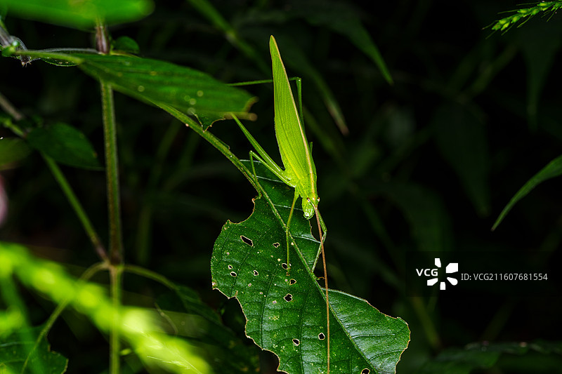 绿叶上的绿色螽斯图片素材