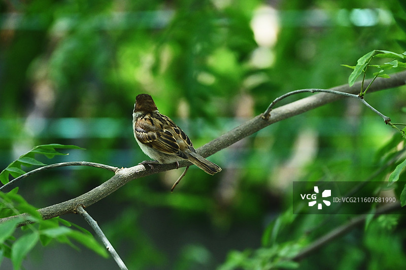 窗外的白颊噪鹛图片素材