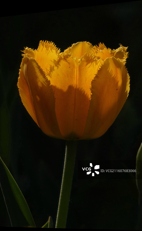 郁金香是百合科多年生球根花卉，花单朵顶生，呈杯状或碗状，花色丰富，艳丽夺目，是荷兰等国的国花图片素材