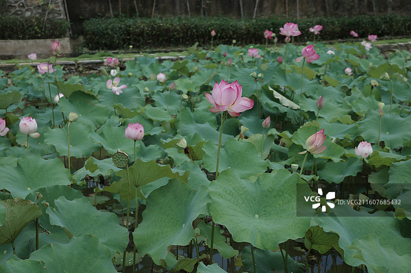 荷花的美图片素材