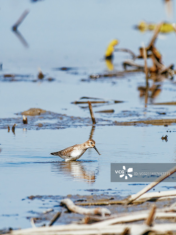 觅食中的黑腹滨鹬图片素材