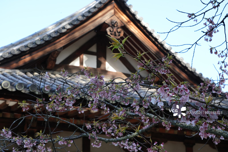 奈良唐招提寺图片素材