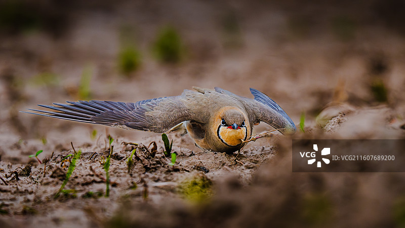 普通燕鸻 Oriental Pratincole图片素材