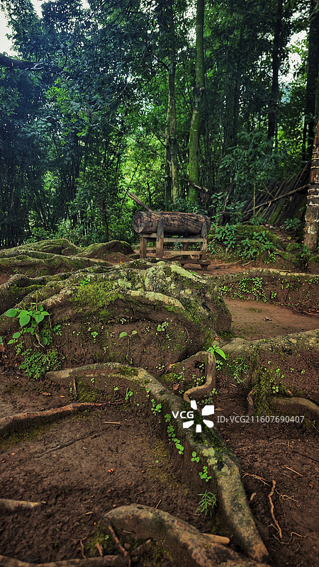云南 · 临沧 沧源 翁丁古寨 神林图片素材