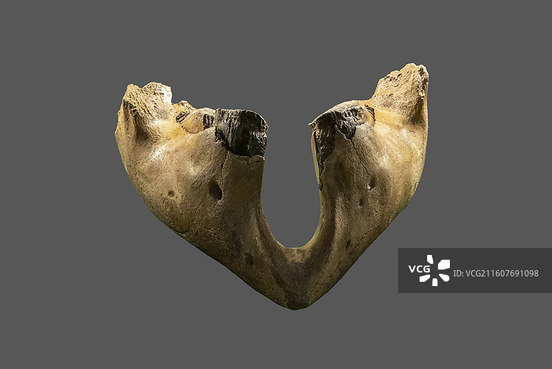 天津自然博物馆“家园·生命展区”：真猛犸象【标本：下颌（幼年个体），更新世晚期，黑龙江青冈产】图片素材