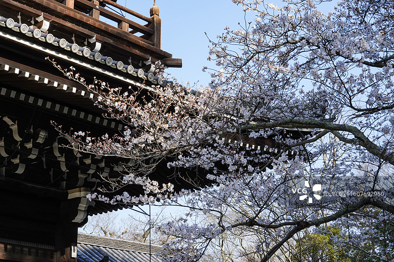 京都知恩院图片素材