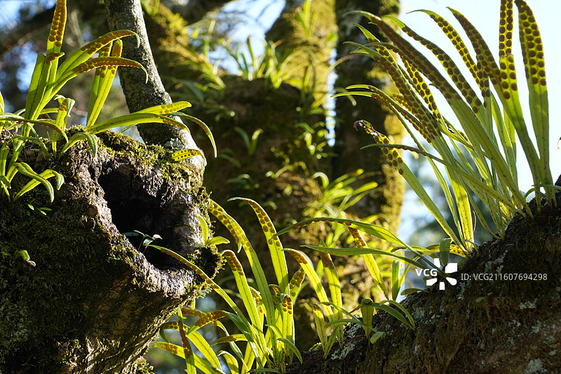 奈良唐招提寺图片素材
