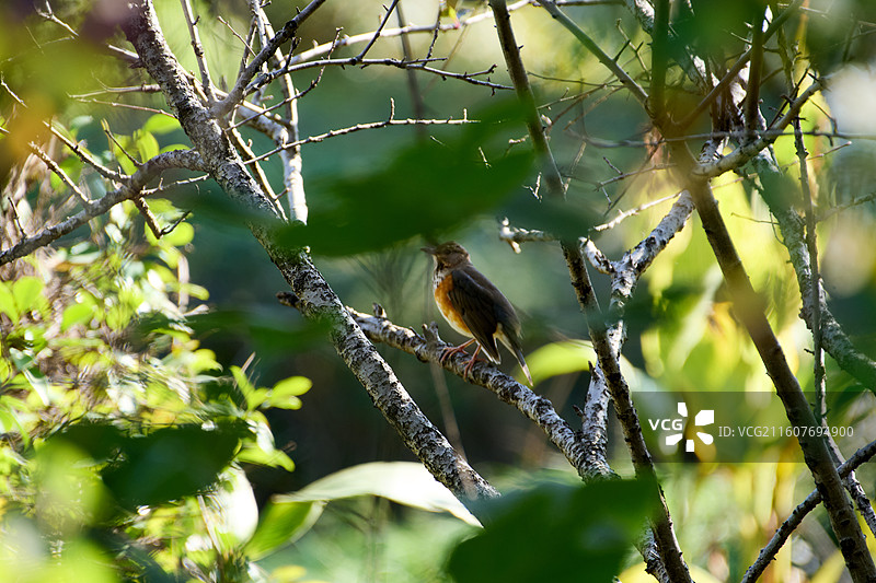 枝桠中的灰背鸫图片素材